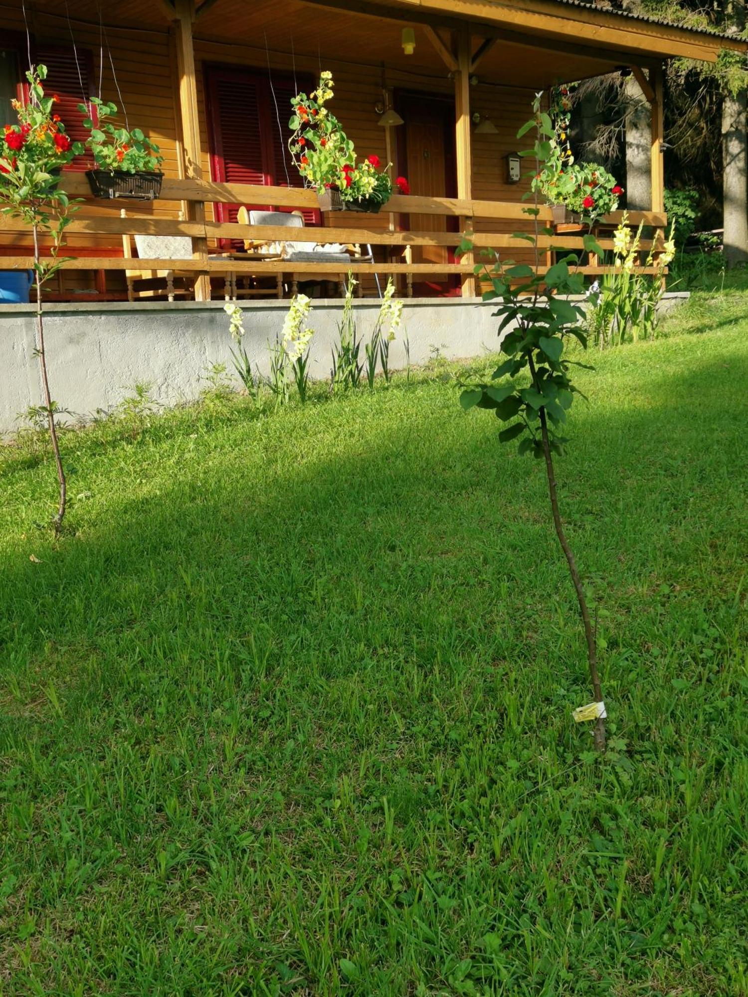 Challet Montan Poiana Brasov Exterior photo